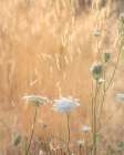 USA-Washington State-Dewatto Queen Annes lace in summer and dried grasses Art Print